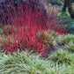 20 RED TWIG DOGWOOD American Red Osier Shrub White Flower Cornus Sericea Seeds