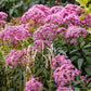 20 HEMP AGRIMONY Eupatorium Cannabinum Raspberries & Cream Flower Seeds