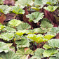10 GUNNERA INSIGNIS Giant Rhubarb (Leaves up to 6' Wide, Red Flower Spikes to 3') Dinosaur Plant Seeds
