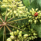 50 FEMALE GINSENG Dong Quai Chinese Angelica Sinensis Herb White Flower Seeds