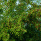 20 RED Chinese DATE TREE Edible Fruit Jujube Ziziphus Jujuba Yellow Flower Seeds