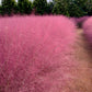 40 PINK MUHLY GRASS Cotton Candy Grass Muhlenbergia Capillaris Native Seeds