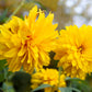 50 SUMMER SUN SUNDROPS Yellow Heliopsis Scabra False Sunflower Flower Seeds