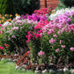 10 TALL GARDEN PHLOX Paniculata Mixed Colors 'New Hybrids Mix' Flower Seeds