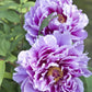 10 TREE PEONY Mountain Paeony Paeonia Suffruticosa Arborea Mixed Colors Red Pink White Purple Yellow Bicolor Flower Shrub Seeds
