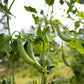 50 SUGAR ANN PEA Stringless Sweet Green Snap Pisum Sativum Vegetable Seeds