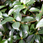 5 CAMPHOR TREE Laurel Cinnamomum Camphora Camphorwood White Flower Black Seeds