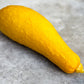 50 Early PROLIFIC STRAIGHTNECK SQUASH Yellow Summer Bush Heirloom Seeds