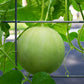 150 HONEYDEW GREEN FLESH Cucumis Melo Inodorus Melon Fruit Seeds
