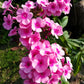 100 PINK DRUMMOND PHLOX Phlox Drummondii Flower Seeds
