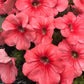 25 SALMON PETUNIA Grandiflora Flower Seeds