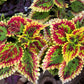 100 Mixed Colors COLEUS RAINBOW MIX Shade Houseplant Solenostemon Flower Seeds