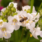 50 WHITE Polemonium Caeruleum JACOB'S LADDER Flower Seeds