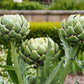 75 GREEN GLOBE ARTICHOKE Cynara Scolymus Vegetable Seeds