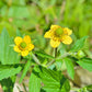 100 YELLOW AVENS Geum Aleppicum Moist Wetland Flower Seeds