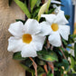 5 CHILEAN JASMINE / MANDEVILLA Laxa White Fragrant Flower Vine Seeds