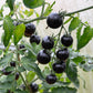 50 BLACK CHERRY TOMATO Black Skin Sweet Round Lycopersicon Fruit Vegetable Seeds