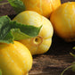 100 LEMON CUCUMBER Cucumis Sativus Fruit Vegetable Seeds