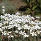 1500 SNOW IN SUMMER (Chickweed) Cerastium Biebersteinii Flower Seeds