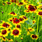 1000 PLAINS COREOPSIS (Golden Tickseed) Coreopsis Tinctoria Flower Seeds