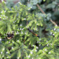 500 GREEK OREGANO Italian / Winter Marjoram Origanum Vulgare Hirtum Herb Seeds
