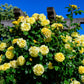 5 YELLOW ROSE Rosa Bush Shrub Perennial Flower Seeds
