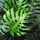 5 Organic SPLIT LEAF PHILODENDRON Monstera Deliciosa Swiss Cheese Plant Vine Seeds