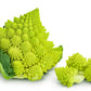 500 ROMANESCO BROCCOLI Broccoflower Roman Cauliflower Pyramid Broccolo Brassica Oleracea Vegetable Seeds