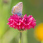 750 Red BACHELOR'S BUTTON / CORNFLOWER Centaurea Cyanus Flower Seeds