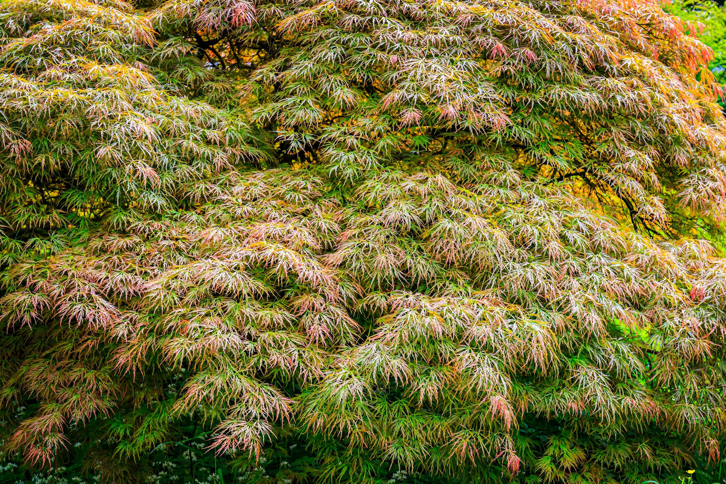 10 WEEPING LACELEAF MAPLE Japanese Acer Palmatum Dissectum Green Yellow Red Tree Seeds