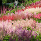 50 MIXED Colors ASTILBE BUNTER Astilbe Simplicifolia Shade Red White Purple Pink Flower Seeds