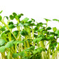 500 JAPANESE MINOWASE RADISH Huge Daikon White Raphanus Sativus Vegetable Seeds