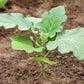 50 Green AO DAIMARU EGGPLANT Solanum Melongena Japanese Asian Aubergine Fruit Vegetable Seeds