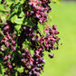 15 CHOCOLATE VINE Edible Fruit Akebia Trifoliata Flower Ornamental Climber Seeds