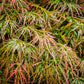 10 WEEPING LACELEAF MAPLE Japanese Acer Palmatum Dissectum Green Yellow Red Tree Seeds