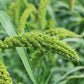 50 LIMELIGHT SPRAY MILLET Light Lime Green Flower Setaria Italica Grass Seeds