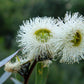 25 TASMANIAN Blue Gum TREE / EUCALYPTUS Globulus Flower Seeds