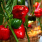 150 Yolo Wonder Sweet RED BELL PEPPER Capiscum Annuum Vegetable Seeds