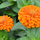 250 ORANGE KING ZINNIA Elegans Flower Seeds