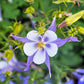 50 Blue ROCKY MOUNTAIN COLUMBINE Aquilegia Caerulea Flower Seeds