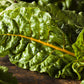 40 YELLOW CANARY SWISS CHARD Beta Vulgaris Perpetual Spinach Vegetable Seeds