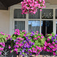 200 Mixed LAURA BUSH PETUNIA Violacea Integrifolia Pink Purple Trumpet Flower Seeds