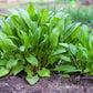200 LARGE LEAF SORREL (Garden Sorrel / Spinach Dock / Redshank) Rumex Acetosa Vegetable Seeds