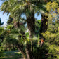 5 COMMON WINDMILL PALM Trachycarpus Fortunei Hardy Chusan Palm Tree Sun Shade Houseplant Seeds