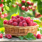 100 RED RASPBERRY Rubus Idaeus Fruit Bush Vine Seeds