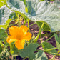 15 HEART Of GOLD Acorn SQUASH Winter Cucurbita Pepo Vegetable Seeds