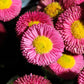 100 PINK ENGLISH DAISY Bellis Perennis Tasso Pink Double Flower Seeds