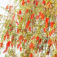 40 CRIMSON BOTTLEBRUSH Callistemon Citrinus Flowering Shrub Bush Small Tree Seeds