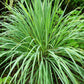 100 LEMONGRASS East Indian Lemon Grass Fragrant Ornamental Edible Cymbopogon Flexuosus Seeds