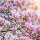 5 SAUCER MAGNOLIA x Soulangeana Denudata & Liliiflora 5 - 10" Pink & White Flower Tulip Tree Seeds